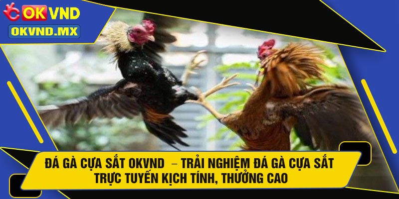 Đá Gà Cựa Sắt OKVND – Trải Nghiệm Đá Gà Cựa Sắt Trực Tuyến Kịch Tính, Thưởng Cao