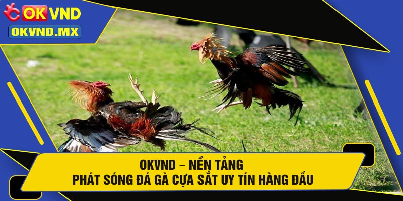 OKVND – Nền Tảng Phát Sóng Đá Gà Cựa Sắt Uy Tín Hàng Đầu