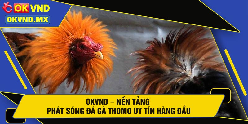 OKVND – Nền Tảng Phát Sóng Đá Gà Thomo Uy Tín Hàng Đầu