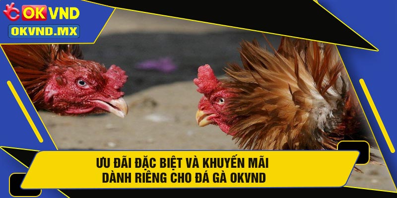Ưu Đãi Đặc Biệt Và Khuyến Mãi Dành Riêng Cho Đá Gà OKVND
