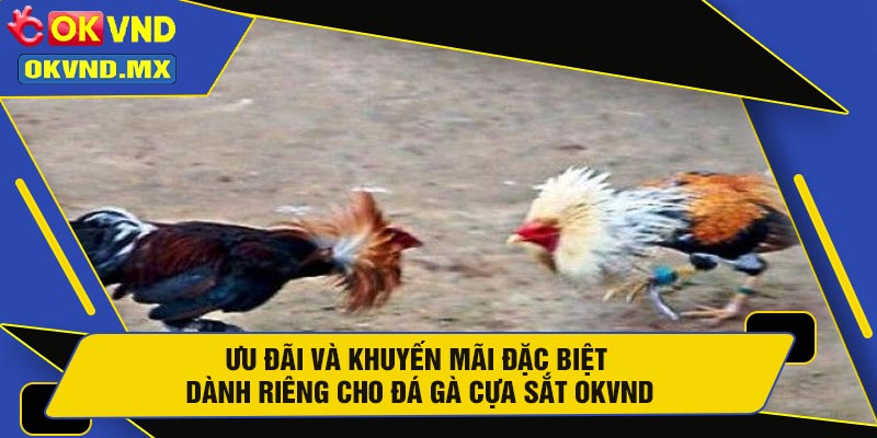Ưu Đãi Và Khuyến Mãi Đặc Biệt Dành Riêng Cho Đá Gà Cựa Sắt OKVND